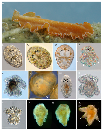 One image of an adult polyclad flatworm and various larval forms, including Mueller's and Goette's larvae 